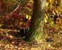 Screenshot - fall_original.jpg